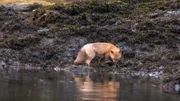 A fox searching for food