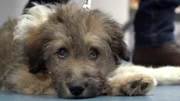 Der tollpatschige Hundewelpe Stubbie ist über seine eigene Leine gefallen und hat sich das Bein gebrochen.