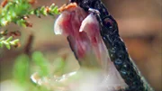 Die Höllenotter (Bergviper) ist eine ganz schwarz gefärbte Kreuzotter. Man spricht von Melanismus oder von melanistischer Färbung.