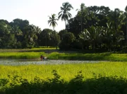 Landschaft auf Pemba, der zweitgrößten Insel Sansibars.