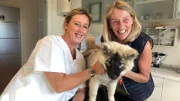 Auf der Nordsee-Insel Sylt impft die Tierärztin Stephanie Petersen den Eurasier-Welpen Makani.
