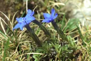 Blauer Enzian gedeiht in Höhen bis 2.000 Meter.