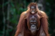 Orang-Utan Mutter und Baby (Suja und Bela), gerettet aus Bangkoks Safari World von der Borneo Orangutan Survival Foundation (BOSF), Kalimantan / indonesischer Teil der Insel Borneo.