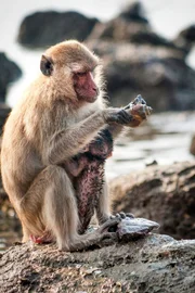 An der Küste Thailands haben Langschwanzmakaken sich auf die Nahrung spezialisiert, die die Ebbe nach und nach freigibt. Dabei verwenden sie Steine als Werkzeug, um Muschelschalen aufzubrechen. Weitere Fotos erhalten Sie auf Anfrage.