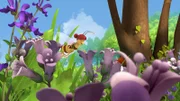 Eine Wildbiene sammelt Pollen.