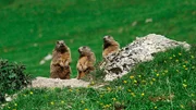 Hoch oben in den Walliser Alpen am Adlerhorn sind die Murmeltiere zuhause. Die Nager leben hier nicht ungefährlich. Sie sind die bevorzugte Beute des Steinadlers.