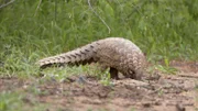 Ground pangolin