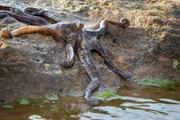 Dieser Oktopus lebt an der Küste von Nordaustralien und ist die einzige Tintenfisch-Art, die sich auch an Land fortbewegen kann. Die Art wurde erst 2011 entdeckt und erhielt bisher keinen wissenschaftlichen Namen. Weitere Fotos erhalten Sie auf Anfrage.