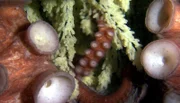 Ein Riesenoktopus-Weibchen in seiner Bruthöhle. In den Bläschen reifen seine Larven, und es reinigt sie immer wieder von Sedimenten und bläst ihnen Sauerstoff zu.