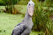 Der Schuhschnabel jagt in Sümpfen und am Nil-Ufer nach Fischen.