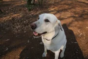 Raffa