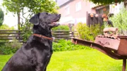 Labrador-Mix-Joy geht nur mit spazieren, wenn beide Halter dabei sind.