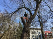 Abseilen des abgetrennten Astes