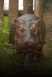Nilpferd