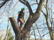 Arbeitsplatz Baum