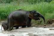 Seltene Borneo-Zwergelefanten baden am Fluss Kinabatangan auf Borneo.