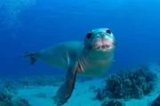 Hawaii-Mönchsrobbe (Monachus schauinslandi).