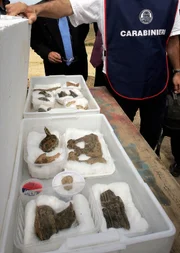 Ein Carabiniere zeigt antike Artefakte in einem etruskischen Grab, das kürzlich auf dem Land in den Außenbezirken von Rom entdeckt wurde, 16. Juni 2006.