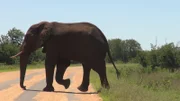 Elefanten stehen wegen ihrer Stoßzähne aus Elfenbein ganz oben auf der Abschussliste von Wilddieben.