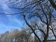 Baumarbeiten in luftiger Höhe