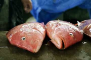 Seit Ende der 1970er Jahre sorgt der Fischfang für Reichtum und Wohlstand der Einwohner – und verhilft den Seychellen nach Jahrhunderten der Kolonialherrschaft zu neuer Unabhängigkeit.