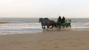 Die autofreie Nordseeinsel braucht neue Kutscher. Bei der Ausbildung zur sogenannten "Gespannführerin" am Strand macht Neuling Patrizia Schlütter erste Erfahrungen.