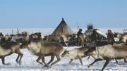 Ediks Rentierherde, die 4.000 Tiere stark ist.