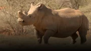 Breitmaulnashorn