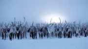 Der Klimawandel hat auch die russische Arktis erreicht: Die Überquerung des zugefrorenen Flusses Ob wird zum unkalkulierbaren Risiko. Die Rentiere bewegen sich auf dünnem Eis.