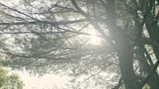 Ein Baum, Aussicht von unten
