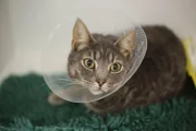 Die Katze