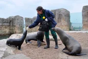 Seebärentraining im Zoo am Meer Bremerhaven.