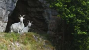 Das Gebiet rund um die Burg Loch im Tal der Schwarzen Laber ist streng gesperrt, da die Ruine baufällig ist. Deshalb sorgen dort den ganzen Sommer über Ziegen dafür, den Bewuchs einzudämmen.