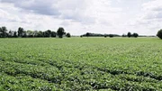 Ein Feld