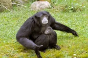 Siamangbaby im Jaderpark