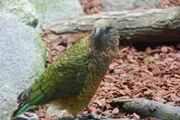 Keas im Zoo am Meer Bremerhaven.