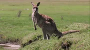 Kangaroo