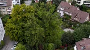 Eine Prachteiche mitten in Luzern Doch leider geht es ihr schlecht, der Baumpfleger muss her.