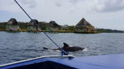 Delfin vor dem Ausflugsboot von Showensemble-Mitgliedern Markus und Carina