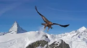 Steinadler vor Matterhorn