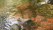 Eine Flut