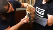 Tierpfleger Jacek Nitsch (l.) und Martin Rütter versorgen einen Fuchs. Die Verwendung des sendungsbezogenen Materials ist nur mit dem Hinweis und Verlinkung auf RTL+ gestattet.