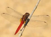 Libelle auf einem Ast