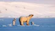Vier Jahre folgt Tierfilmer Asgeir Helgestad der Eisbärin "Frost" und ihren Jungen. Ihre Geschichte ist eng verbunden mit dem Klimawandel in der Arktis. Weitere Fotos auf Anfrage.