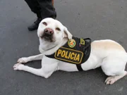 Jeden Tag kämpfen die Polizeibeamten am Flughafen in Peru gegen den Drogenhandel und andere Verbrechen.