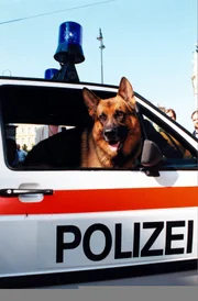 Rex im Polizeiauto