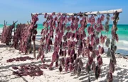 Hauptexportgut Sansibars sind die im flachen Wasser gezüchteten Algen.