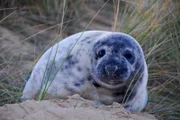 Die Rückkehr der Kegelrobben: Noch vor 15 Jahren war dieser Strand im ostenglischen Norfolk leer, in diesem Winter wurden hier 1.600 Robbenbabys geboren.