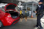 Der K9 von CBP-Officer Plamondon riecht und durchsucht das Fahrzeug eines Verdächtigen nach versteckten Schmuggelwaren (National Geographic).