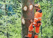 SRF bi de Lüt Wunderland Staffel 3, Episode 4 Nik Hartmann versucht den Förstern beim Bau einer Baum-Seilbahn zu helfen.